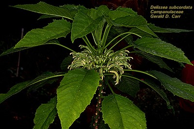 Delissea undulata