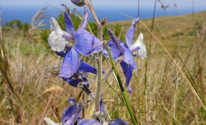 Delphinium variegatum ssp. kinkiense