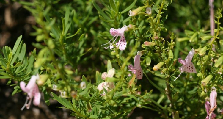 Dicerandra frutescens