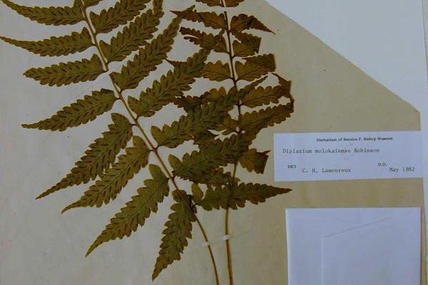 Diplazium molokaiense