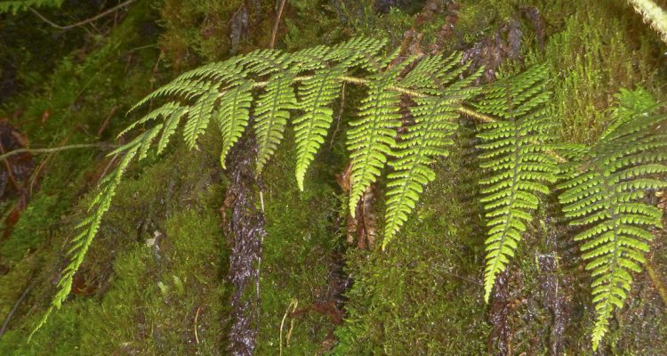 Dryopteris crinalis var. podosorus