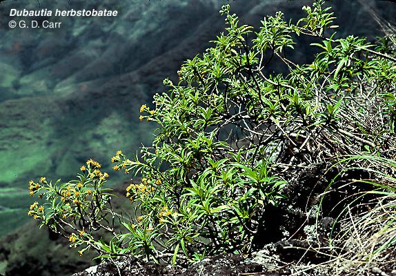 Dubautia herbstobatae