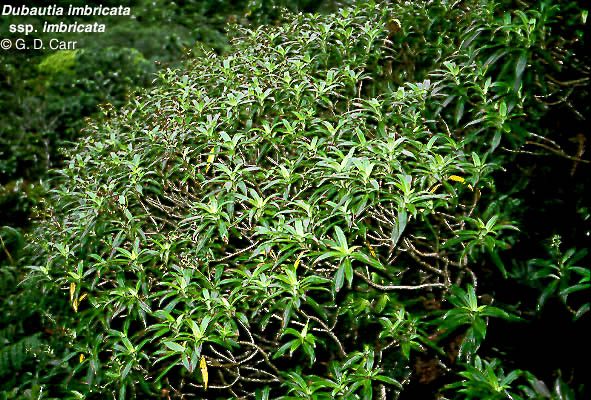 Dubautia imbricata imbricata