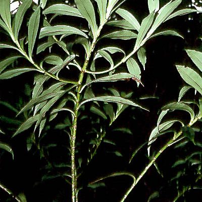 Dubautia pauciflorula