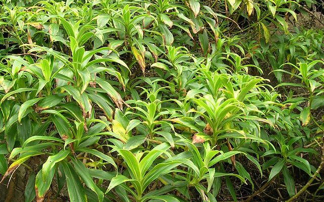 Dubautia plantaginea magnifolia