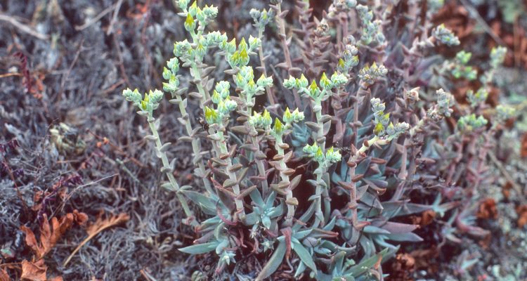 Dudleya abramsii ssp. parva