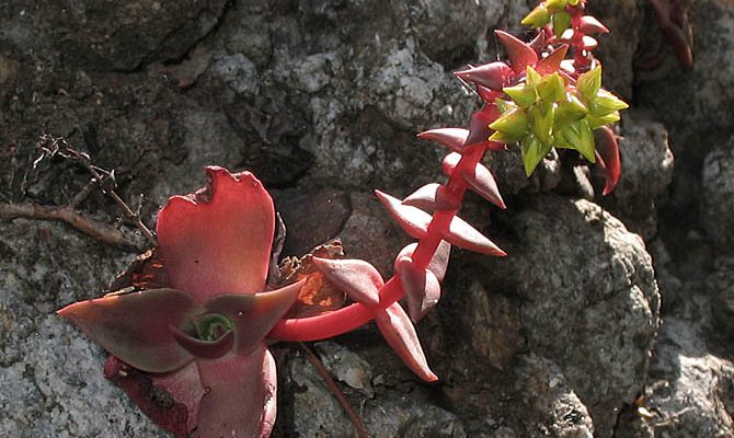 Dudleya cymosa ssp. ovatifolia