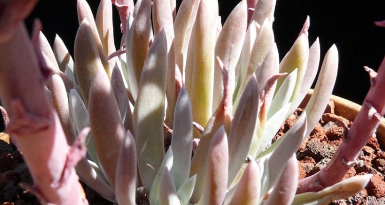 Dudleya setchellii