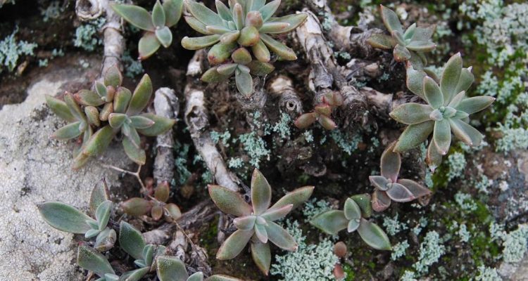 Dudleya verityi