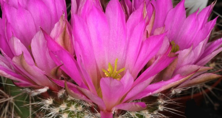 Echinocereus chisoensis var. chisoensis