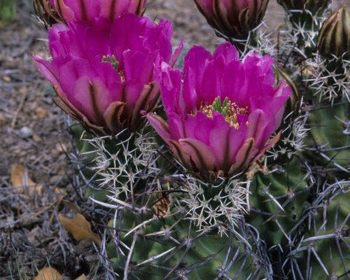 Echinocereus fendleri var. kuenzleri