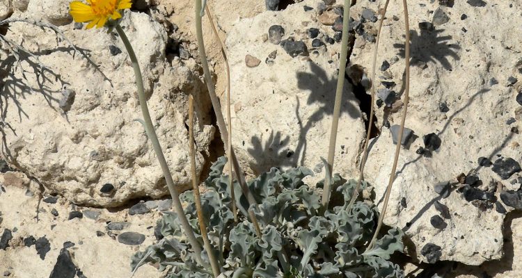 Enceliopsis nudicaulis var. corrugata