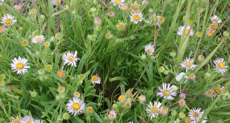 Erigeron decumbens