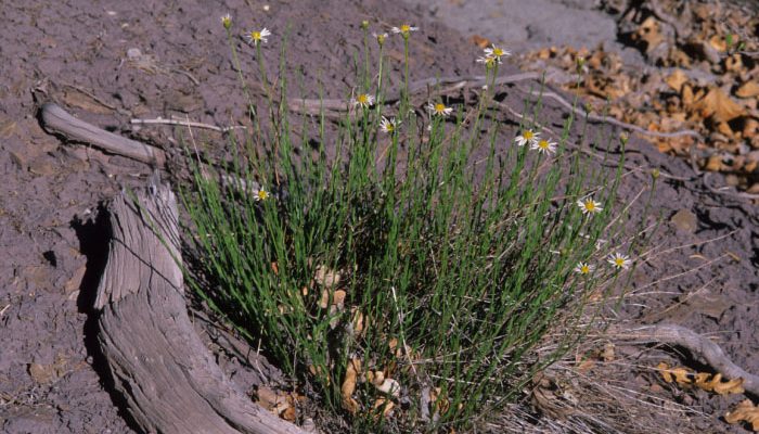Erigeron rhizomatus