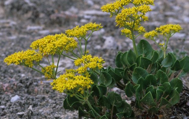 Eriogonum gypsophilum
