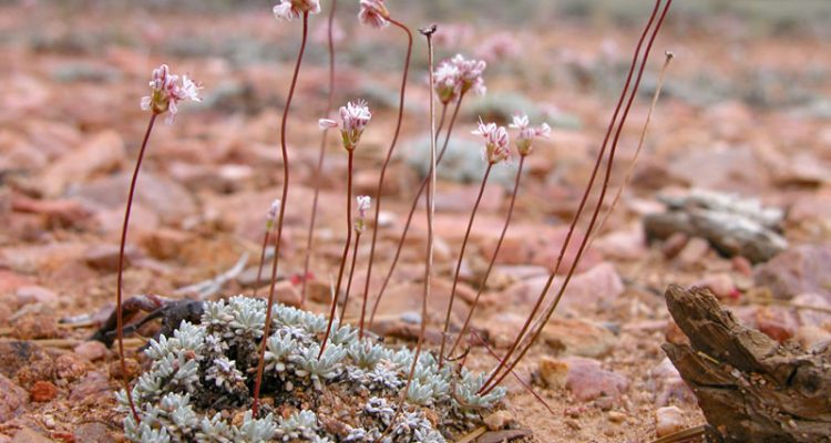 Eriogonum kennedyi var. austromontanum