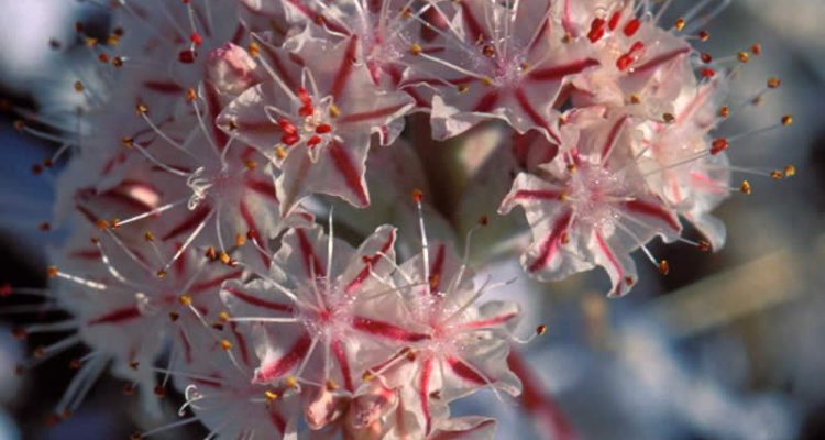 Eriogonum ovalifolium var. vineum