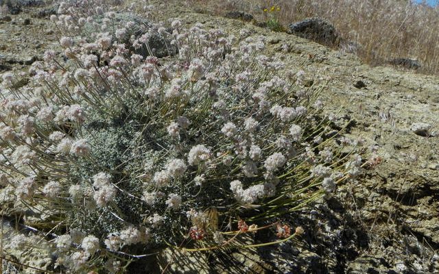Eriogonum ovalifolium var. williamsiae