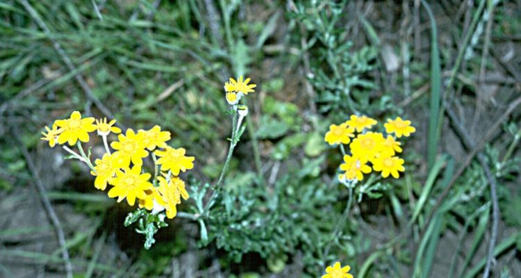 Eriophyllum latilobum