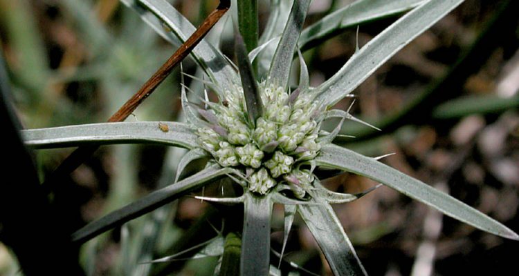 Eryngium aristulatum var. parishii