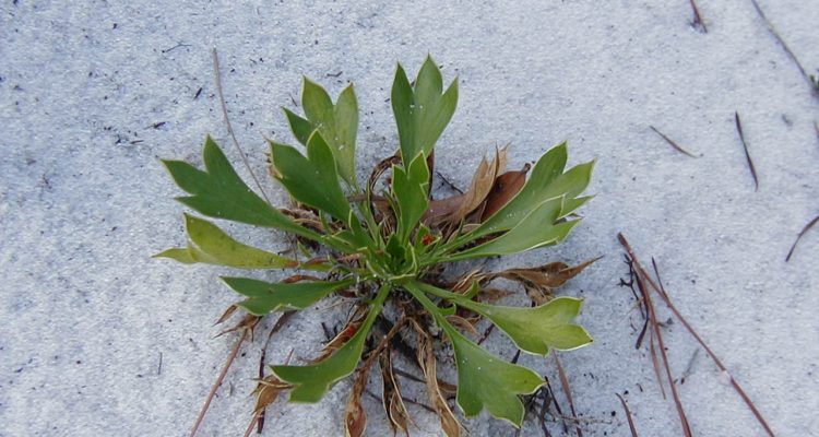 Eryngium cuneifolium