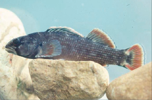 Etheostoma rubrum