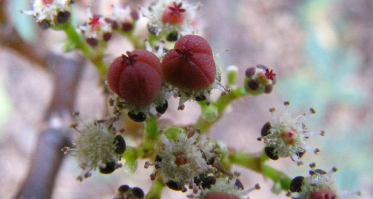 Euphorbia celastroides var. kaenana