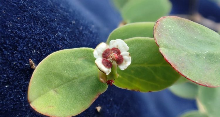 Euphorbia eleanoriae