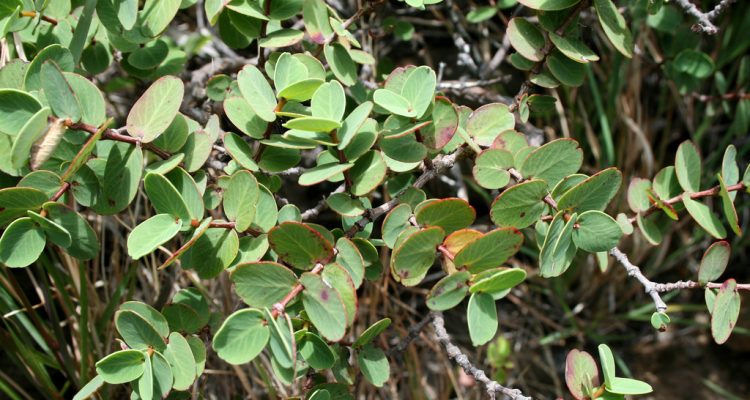 Euphorbia kuwaleana