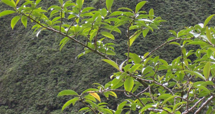 Euphorbia remyi var. kauaiensis