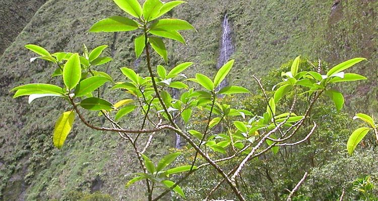 Euphorbia remyi var. remyi