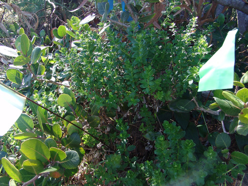 Galium buxifolium