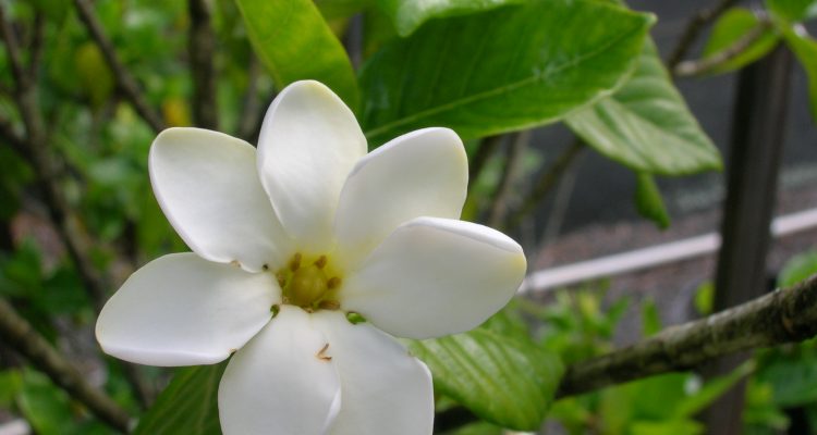 Gardenia brighamii