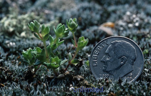 Geocarpon minimum