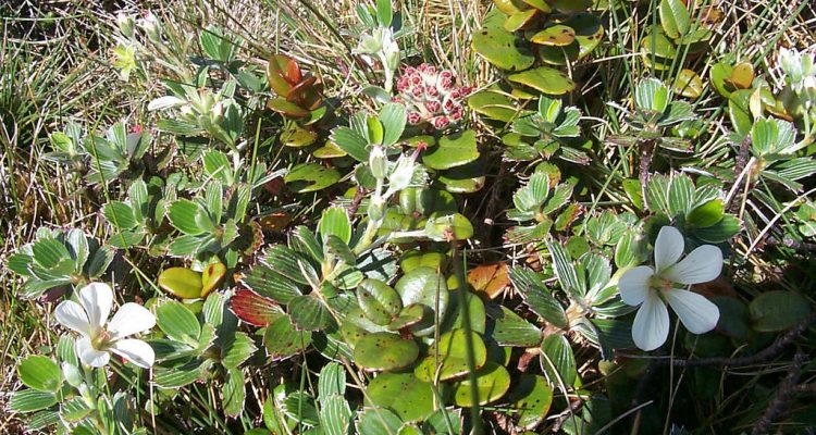 Geranium hillebrandii