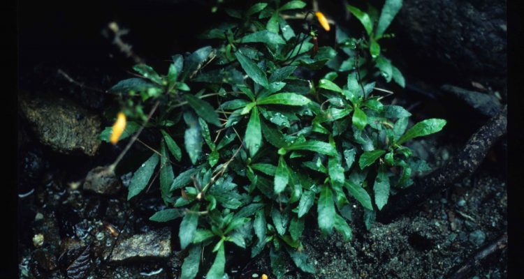 Gesneria pauciflora