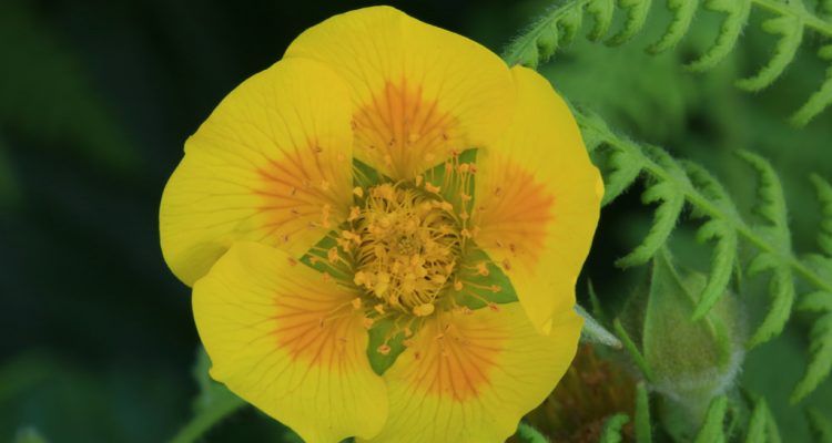 Geum radiatum