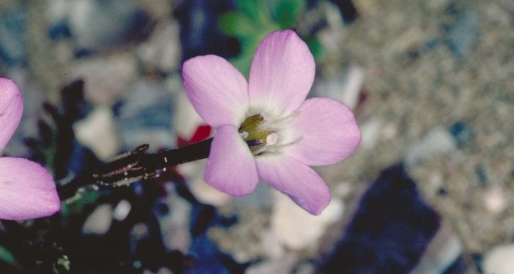 Gilia tenuiflora ssp. hoffmannii