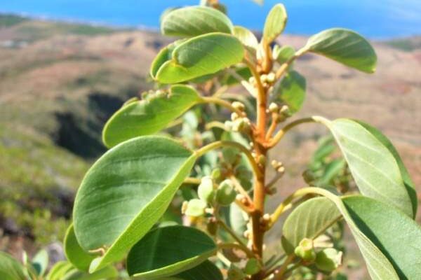 Gouania hillebrandii