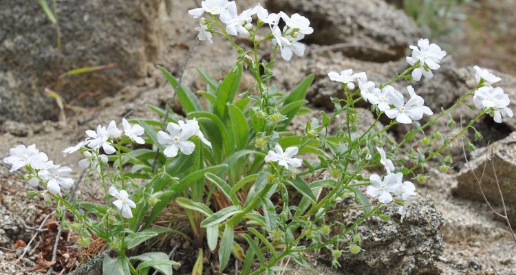Hackelia venusta