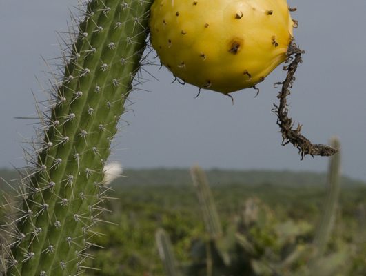 Harrisia portoricensis