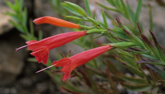 Hedeoma todsenii