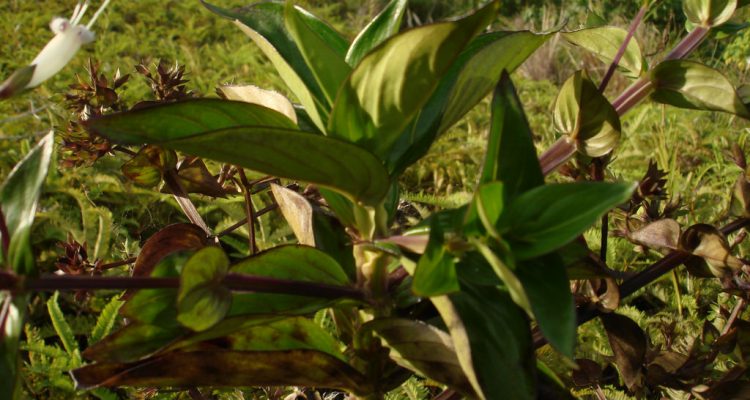 Hedyotis megalantha