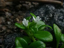 Hedyotis schlechtendahliana var. remyi