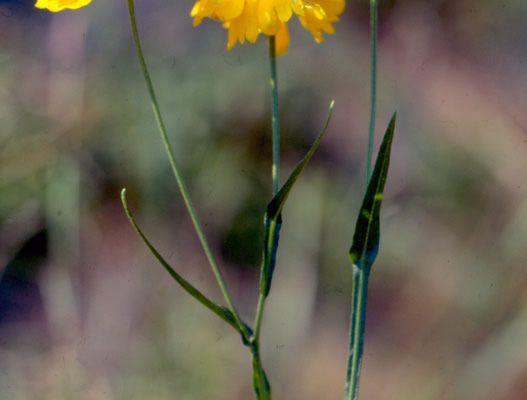 Helenium virginicum