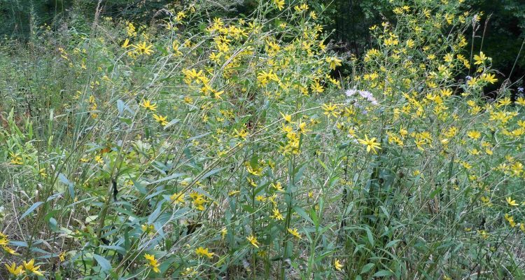 Helianthus schweinitzii