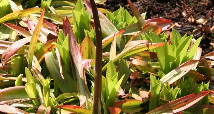 Helonias bullata
