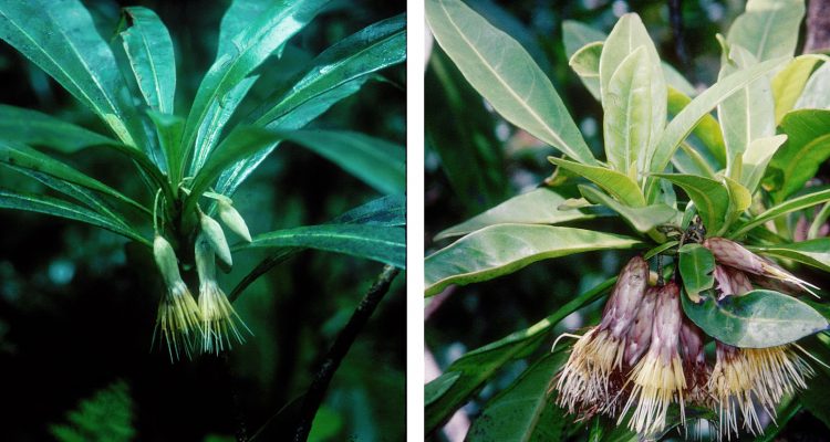 Hesperomannia lydgatei