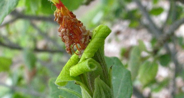 Hibiscadelphus hualalaiensis