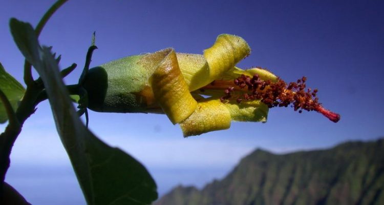 Hibiscadelphus woodii